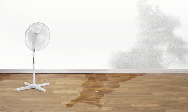 Best Professional water damage repair  in Ridge Wood Heights, FL